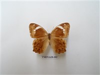 藏品(曲紋黛眼蝶)的圖片